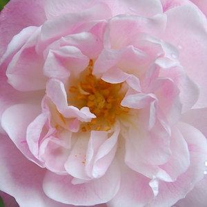 Поръчка на рози - Розов - Стари рози-Семпервиренс роза - интензивен аромат - Pоза Белведере - Антоине А. Яцqуес - Приятно ароматна с бели купчини бледорозови цветя.